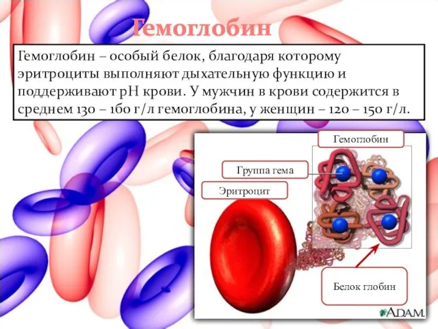 Гемоглобин Гемоглобин – особый белок, благодаря которому эритроциты выполняют дыхательную функцию