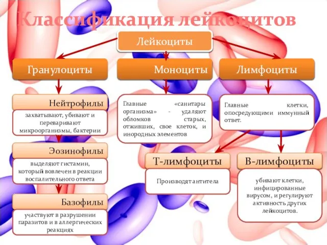 Классификация лейкоцитов Лейкоциты Гранулоциты Моноциты Лимфоциты Нейтрофилы Эозинофилы Базофилы захватывают, убивают