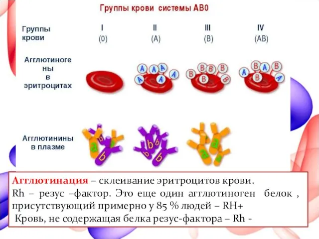 Агглютинация – склеивание эритроцитов крови. Rh – резус –фактор. Это еще