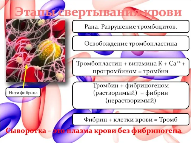Этапы свертывания крови Нити фибрина Освобождение тромбопластина Тромбопластин + витамина К