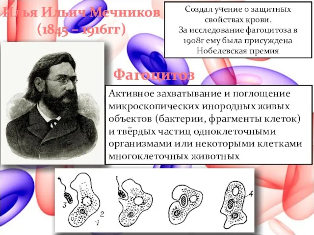 Илья Ильич Мечников (1845 – 1916гг) Создал учение о защитных свойствах