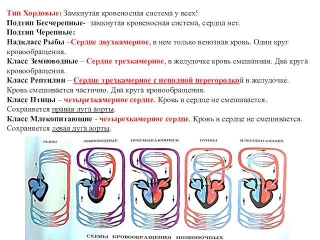 Тип Хордовые: Замкнутая кровеносная система у всех! Подтип Бесчерепные- замкнутая кровеносная