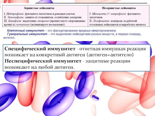 Специфический иммунитет – ответная иммунная реакция возникает на конкретный антиген (антиген=антитело)