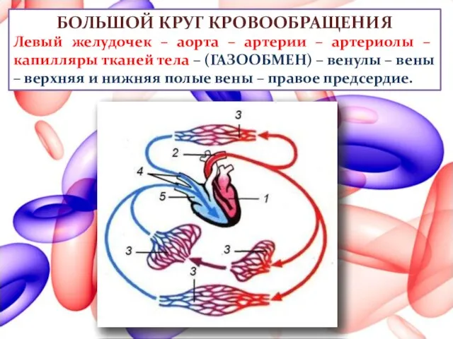 БОЛЬШОЙ КРУГ КРОВООБРАЩЕНИЯ Левый желудочек – аорта – артерии – артериолы