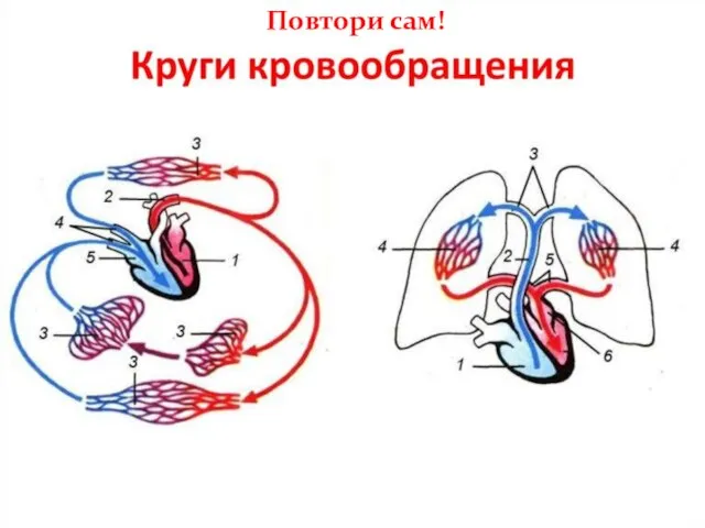 Повтори сам!