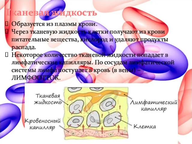 Тканевая жидкость Образуется из плазмы крови. Через тканевую жидкость клетки получают