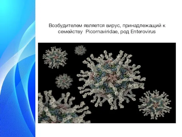 Возбудителем является вирус, принадлежащий к семейству Picornaviridae, род Enterovirus