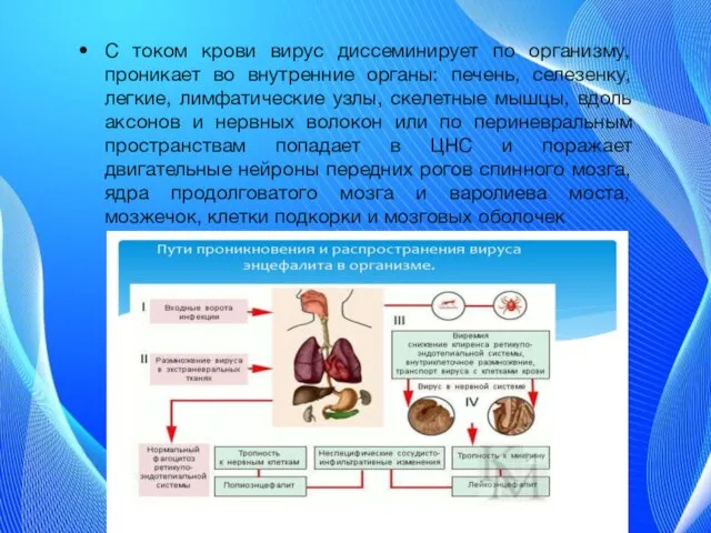 С током крови вирус диссеминирует по организму, проникает во внутренние органы: