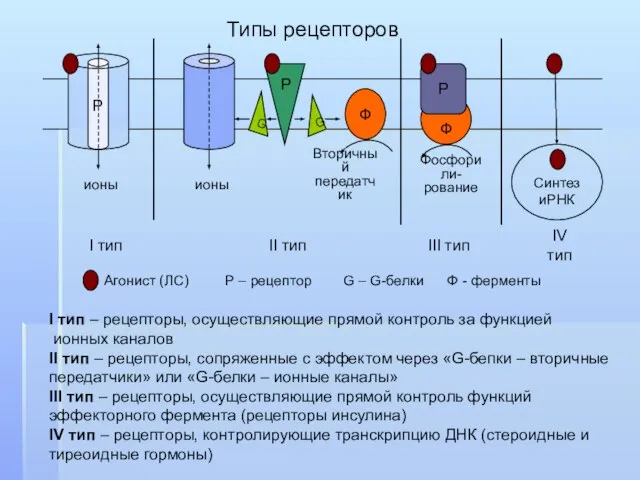 Типы рецепторов Р ионы Р G G Ф ионы Вторичный передатчик