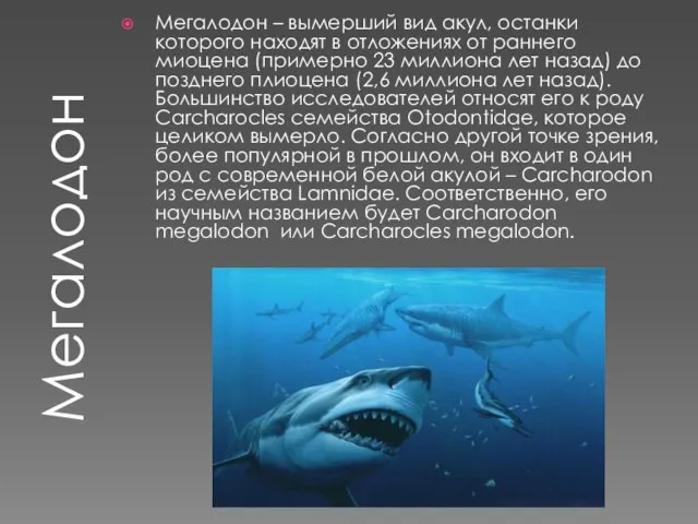 Мегалодон Мегалодон – вымерший вид акул, останки которого находят в отложениях