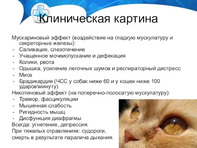 Клиническая картина Мускариновый эффект (воздействие на гладкую мускулатуру и секреторные железы):