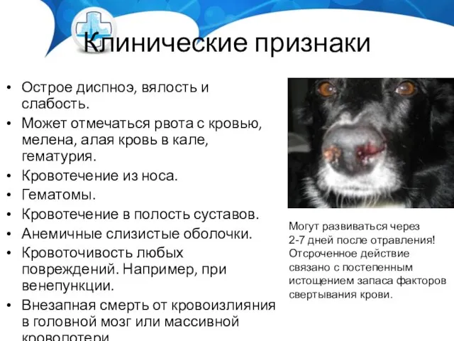 Клинические признаки Острое диспноэ, вялость и слабость. Может отмечаться рвота с