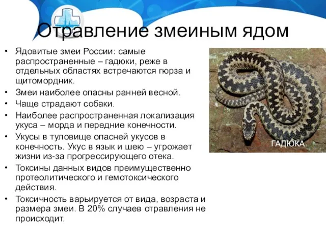 Отравление змеиным ядом Ядовитые змеи России: самые распространенные – гадюки, реже