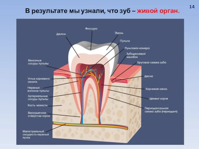 В результате мы узнали, что зуб – живой орган. 14