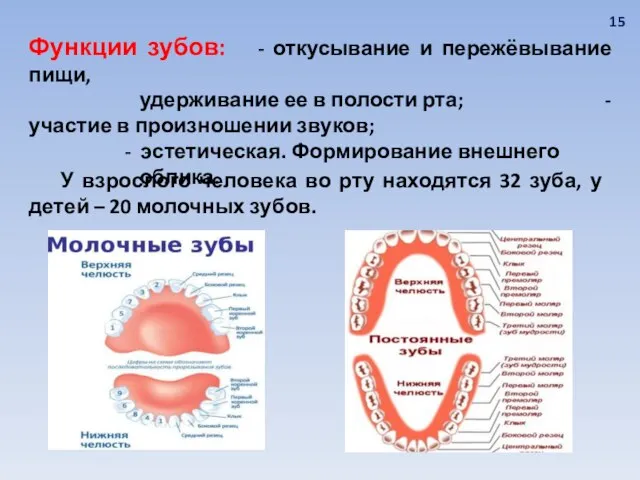 Функции зубов: - откусывание и пережёвывание пищи, удерживание ее в полости