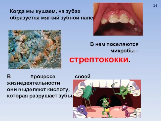 Когда мы кушаем, на зубах образуется мягкий зубной налет. В нем