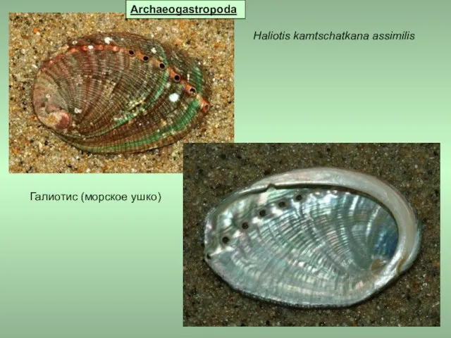 Haliotis kamtschatkana assimilis Archaeogastropoda Галиотис (морское ушко)