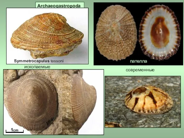 Archaeogastropoda пателла Symmetrocapulus tessoni ископаемые современные