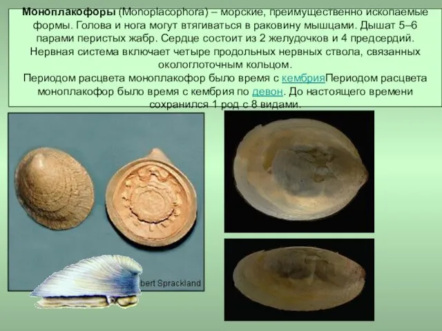 Моноплакофоры (Monoplacophora) – морские, преимущественно ископаемые формы. Голова и нога могут