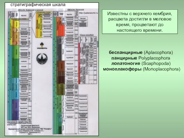 Известны с верхнего кембрия, расцвета достигли в меловое время, процветают до