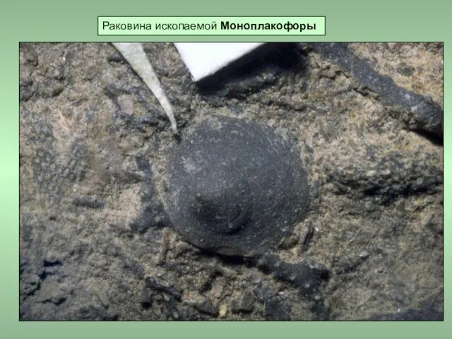 Раковина ископаемой Моноплакофоры
