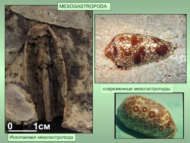 MESOGASTROPODA Ископаемая мезогастропода современные мезогастроподы