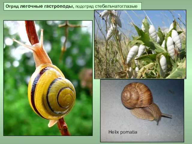 Отряд легочные гастроподы, подотряд стебельчатоглазые Helix pomatia