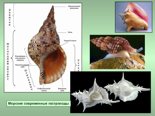 Морские современные гастроподы