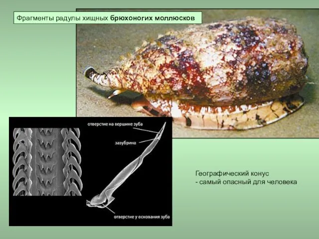 Географический конус - самый опасный для человека Фрагменты радулы хищных брюхоногих моллюсков