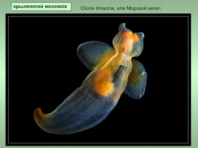 Clione limacina, или Морской ангел крылоногий моллюск