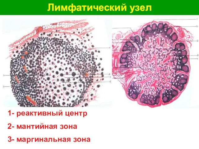 Лимфатический узел 1- реактивный центр 2- мантийная зона 3- маргинальная зона