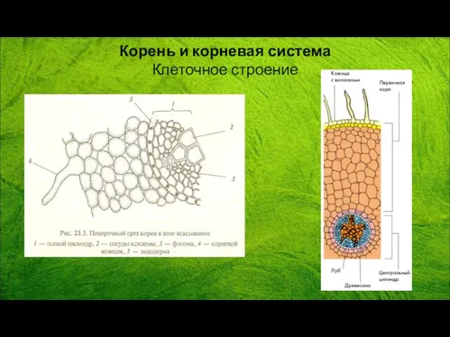 Корень и корневая система Клеточное строение