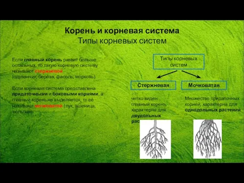 Если главный корень развит больше остальных, то такую корневую систему называют