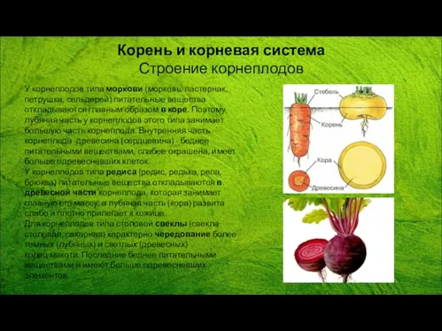 У корнеплодов типа моркови (морковь, пастернак, петрушка, сельдерей) питательные вещества откладываются