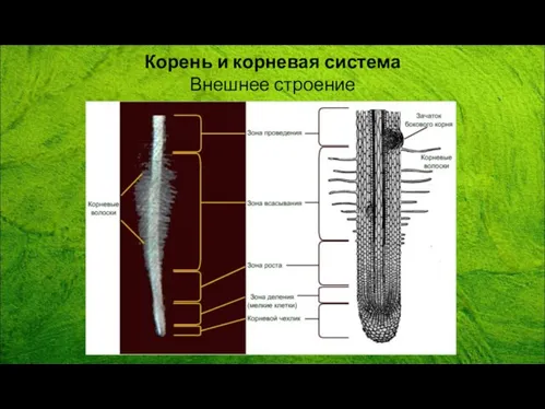 Корень и корневая система Внешнее строение