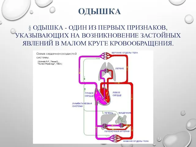 § ОДЫШКА - ОДИН ИЗ ПЕРВЫХ ПРИЗНАКОВ, УКАЗЫВАЮЩИХ НА ВОЗНИКНОВЕНИЕ ЗАСТОЙНЫХ