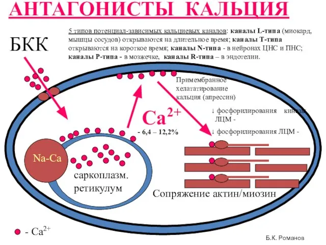 АНТАГОНИСТЫ КАЛЬЦИЯ БКК саркоплазм. ретикулум Сопряжение актин/миозин Са2+ Na-Ca - Ca2+