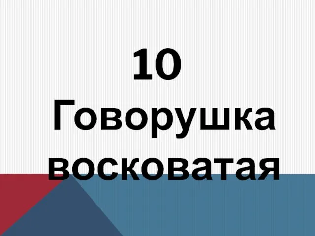 10 Говорушка восковатая