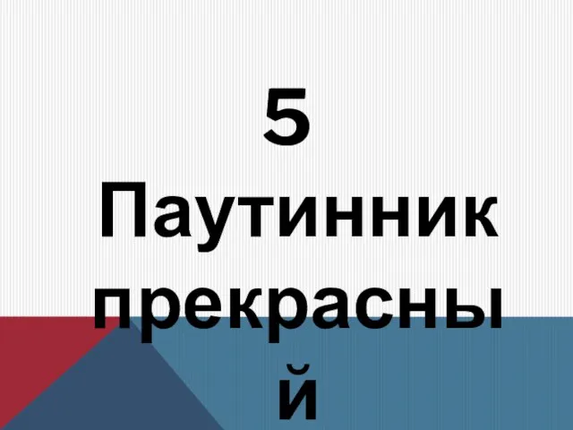 5 Паутинник прекрасный