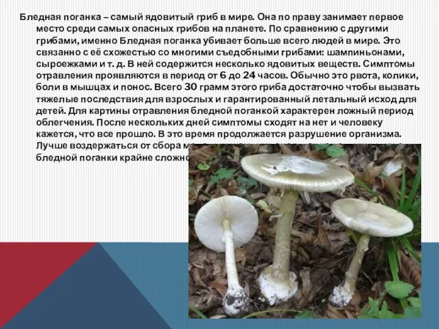 Бледная поганка – самый ядовитый гриб в мире. Она по праву