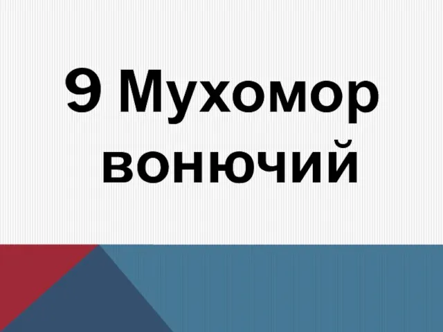 9 Мухомор вонючий