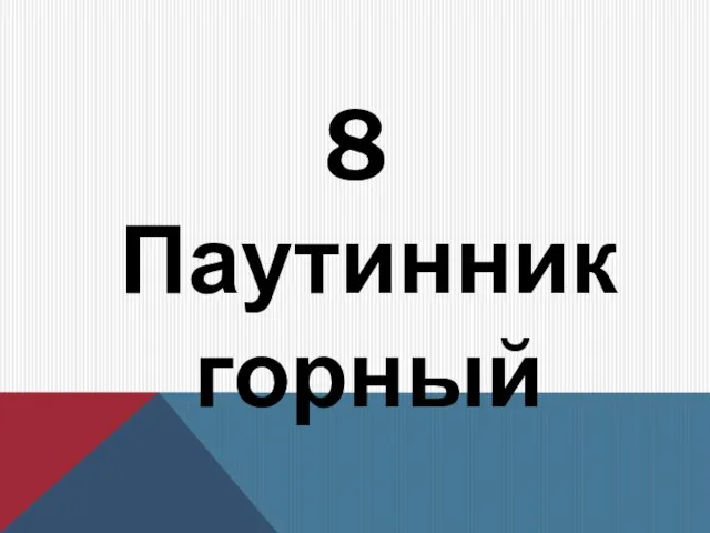 8 Паутинник горный