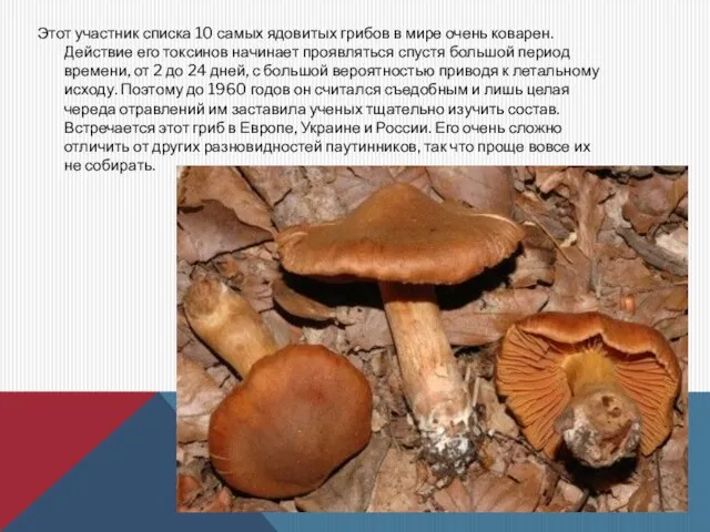 Этот участник списка 10 самых ядовитых грибов в мире очень коварен.