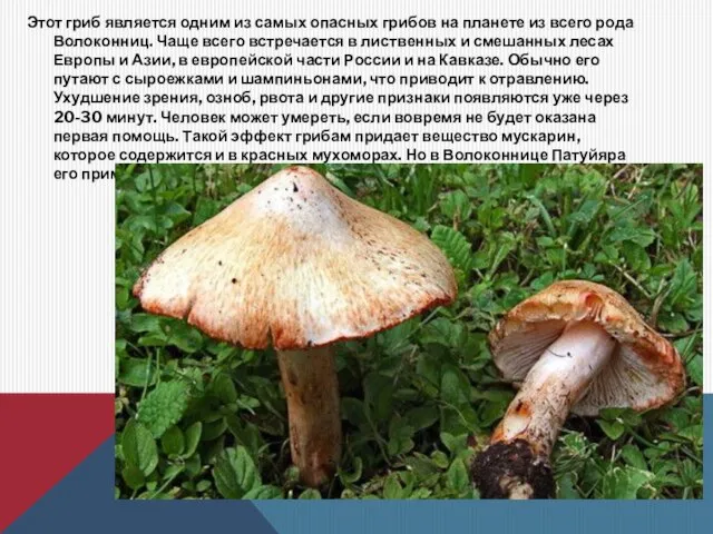 Этот гриб является одним из самых опасных грибов на планете из