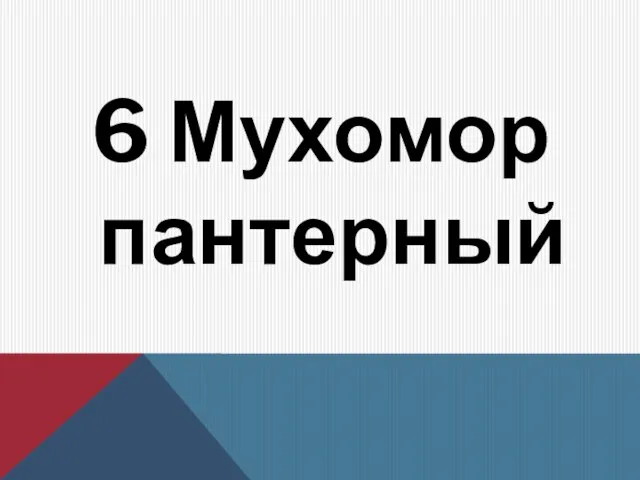 6 Мухомор пантерный