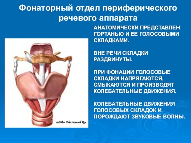 АНАТОМИЧЕСКИ ПРЕДСТАВЛЕН ГОРТАНЬЮ И ЕЕ ГОЛОСОВЫМИ СКЛАДКАМИ. ВНЕ РЕЧИ СКЛАДКИ РАЗДВИНУТЫ.