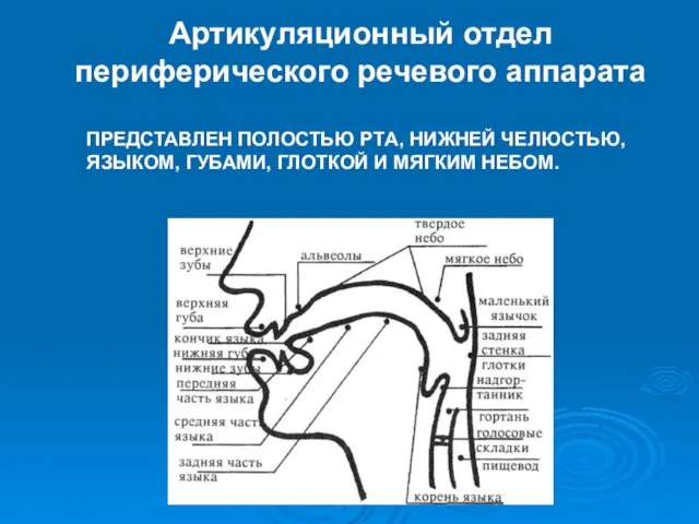 ПРЕДСТАВЛЕН ПОЛОСТЬЮ PТA, НИЖНEЙ ЧЕЛЮСТЬЮ, ЯЗЫКОМ, ГУБАМИ, ГЛОТКОЙ И МЯГКИМ НЕБОМ. Артикуляционный отдел периферического речевого аппарата