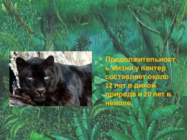 Продолжительность жизни у пантер составляет около 12 лет в дикой природе и 20 лет в неволе.