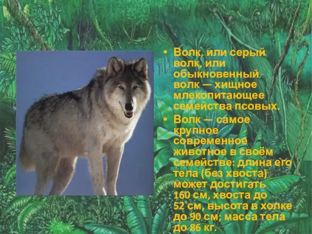 Волк, или серый волк, или обыкновенный волк — хищное млекопитающее семейства