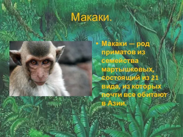 Макаки. Мака́ки — род приматов из семейства мартышковых, состоящий из 21